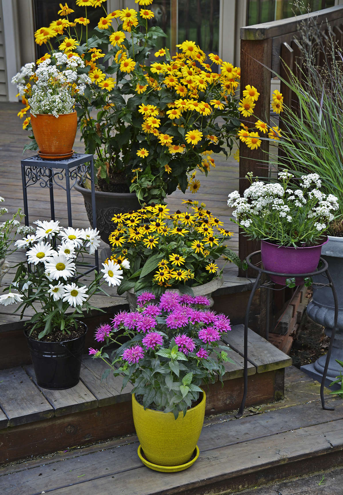 Easiest Flowers To Grow In A Pot At Kelly Curtis Blog