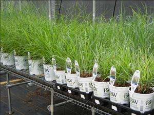 Not All Grasses are Created Equal: Growing Tips